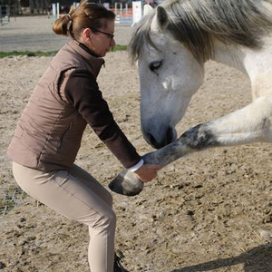 Pferdeosteopathie, Schmerztherapien