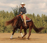 SWS Westernhorses