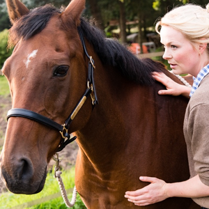 Osteopathische Pferdetherapie Alena Jenn