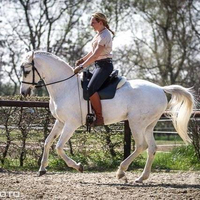 Klassisch Reiten & Physiotherapie für Pferde