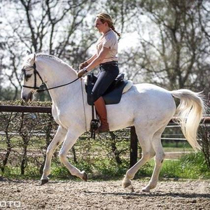 Klassisch Reiten & Physiotherapie für Pferde