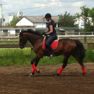 Pferdetraining Odenwald