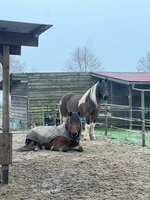 Reittherapie Murphy