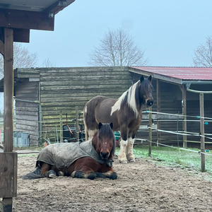 Reittherapie Murphy
