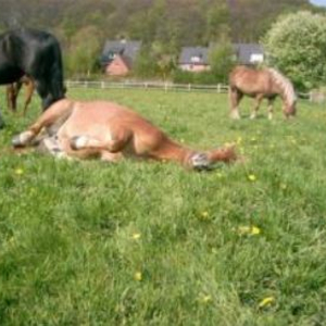 Reitanlage & Pferdepension  Greckenhof